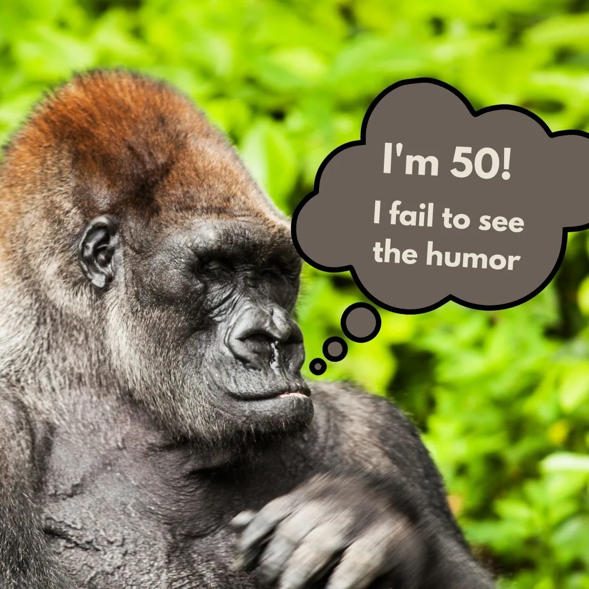 Monkey with text bubble: I'm 50! I fail to see the humor