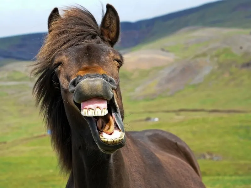 laughing horse